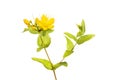 Perforate St John`s-wort