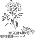 Hypericum perforatum pant silhouette vector illustration