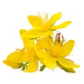 Perforate St Johns-Wort Flowers Isolated on White Background Royalty Free Stock Photo