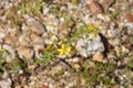 Perforate St Johns-wort