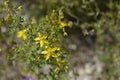 Perforate St Johns-wort