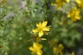 Perforate St Johns-wort