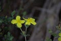 Perforate St. Johns Wort