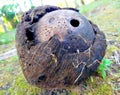 perforated coconut shell and damaged coir