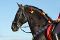 Performance black andalusian horse portrait Royalty Free Stock Photo