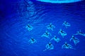 Performance of synchronized swimmers Royalty Free Stock Photo