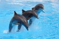 Performing Dolphins Royalty Free Stock Photo