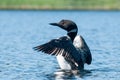 Territorial display of the common loon