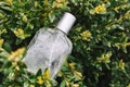 Perfume bottle in green grass with water drops. New perfume for spring and summer in the texture. Shadows and light playing. Copy Royalty Free Stock Photo