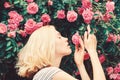 Perfume and cosmetics. Woman in front of blooming roses bush. Blossom of wild roses. Secret garden concept. Aroma of Royalty Free Stock Photo