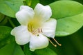 Perfume flower tree closeup Fagraea ceilanica - Florida, USA