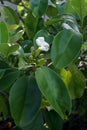 Perfume flower tree, fragrance decoration plant