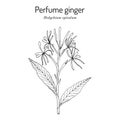 Perfume ginger hedychium spicatum , medicinal plant