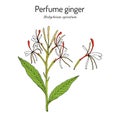 Perfume ginger hedychium spicatum , medicinal plant