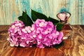 Perfumes and hydrangea on a blue wooden background