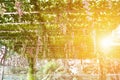 Pergola covered by hanging grapevines Royalty Free Stock Photo