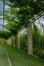 Pergola garden - archway in a garden covered with climbing grapes