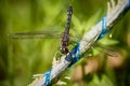 Perhaps Blue Dasher Dragonfly Pachydiplax longipennis dragonfly from Florida Royalty Free Stock Photo