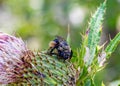 Close up, macrophotography of perhaps, Bombus impatiens , the common eastern bumble bee on bulb of thistle flower. Royalty Free Stock Photo