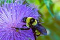 Close up, macrophotography of perhaps, Bombus impatiens , the common eastern bumble bee