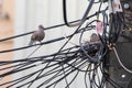 Turtledove nesting on the wire