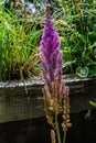 Perhaps a variety of Astilbe chinensis Pumila