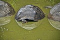 Galapagos Giant Tortoises resting in pea green muddy pool, El Chato, Santa Cruz Island Royalty Free Stock Photo