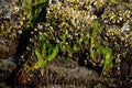 Peri winkles at the wine beach in summer