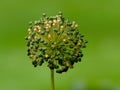 Perianth (inflorescence) of a giant allium