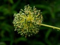 Perianth (inflorescence) of a giant allium