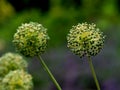 Perianth (inflorescence) of a giant allium