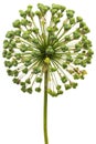 Perianth inflorescence of ornamental onion after flowering, isolated on white background