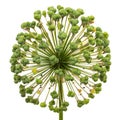 Perianth inflorescence of ornamental onion after flowering, isolated on white background