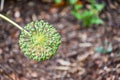 Perianth (inflorescence) of ornamental onion after flowering