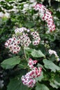 Pericallis hybrida or cineraria flowers in a garden