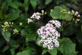 Pericallis hybrida or cineraria flowers in a garden Royalty Free Stock Photo