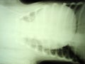 Pericardial effusion by dog, x-ray picture