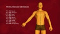 Pericardium Meridian, 3D Illustration, Acupuncture