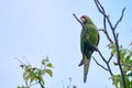 Perico de frente escarlata Psittacara wagleri Royalty Free Stock Photo