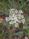 Perideridia, Mountain flower composed of tiny white flowers, wild and spontaneous plant. Royalty Free Stock Photo