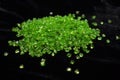 Peridot chrysolite olivine natural gemstone.