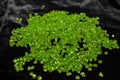 Peridot chrysolite olivine natural gemstone.