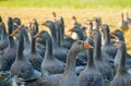 Perigord geese