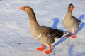 Perigord geese with red beaks walk in winter farm. Goose Farm, gray geese, fattened duck, waterfowl, poultry. Gourmet food Royalty Free Stock Photo