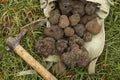 PERIGORD TRUFFLE tuber melanosporum, DROME IN THE SOUTH EAST OF FRANCE Royalty Free Stock Photo