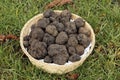 TRUFFE NOIRE tuber melanosporum Royalty Free Stock Photo