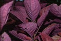 Perilla frutescens var. crispa, or the Japanese name shiso, this plant comes from the mountainous regions of China and India