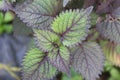 Perilla frutescens leaves purplish green