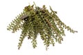 Perilla herb seed used in traditional,chinese herbal medicine