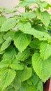 Perilla is an herbal plant whose leaves and seeds are used to make medicines such as treating asthma and reducing muscle spasms